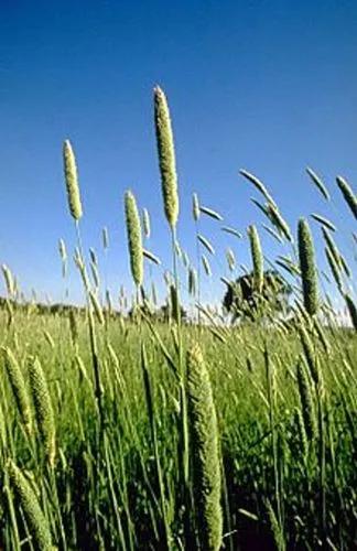 Bulbous Canary-Grass