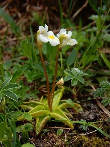 Alpine Butterwort