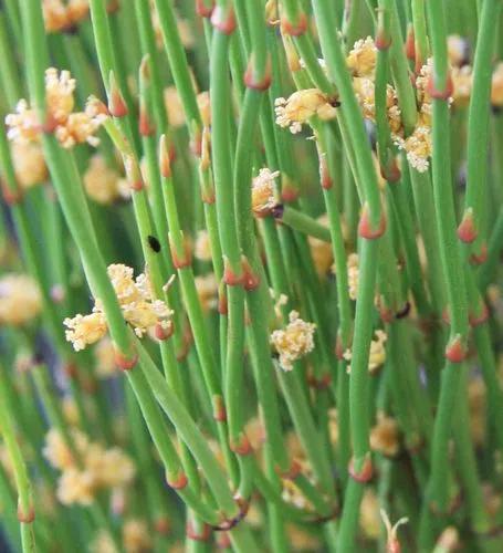 Chinese Ephedra