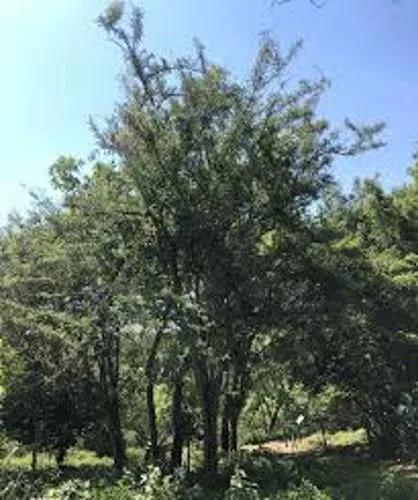 African Blackwood