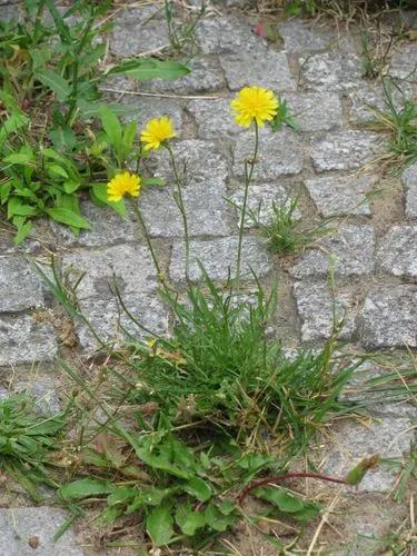 Autumn Hawkbit