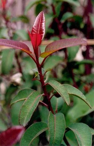 Laurel Sumac