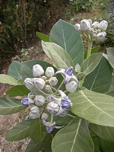 Giant Milkweed