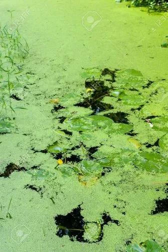 Duckweed