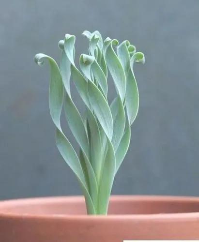 Albuca Concordiana