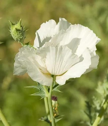 White Prickly Poppy