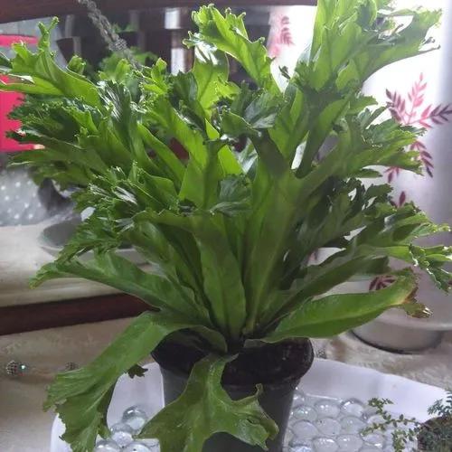 Bird’s Nest Fern