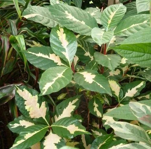 Graptophyllum pictum