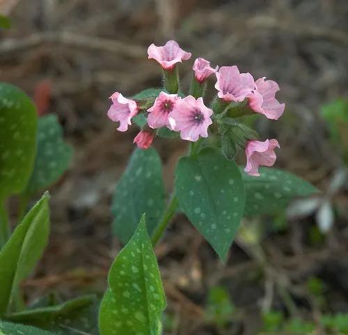 Pulmonaria Saccharata