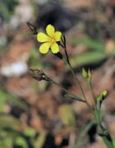 Yellow Flax