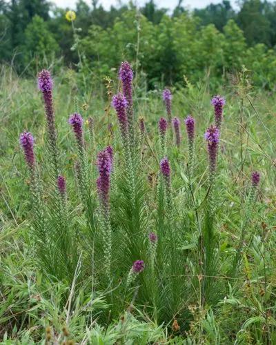 Liatris Pycnostachya