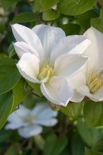 Clematis lanuginosa