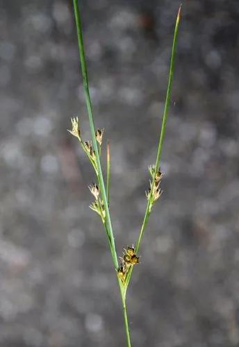 Juncus Tenuis