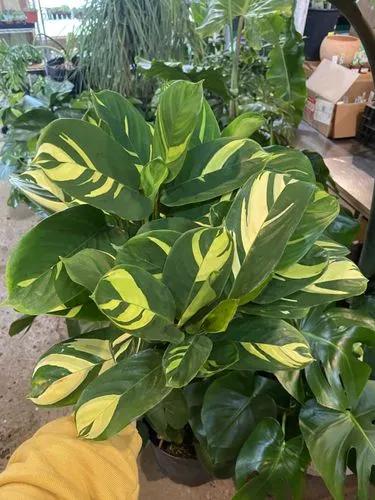 Calathea Lubersii