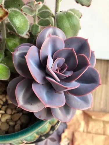 Echeveria 'Pearl of Nurnberg'