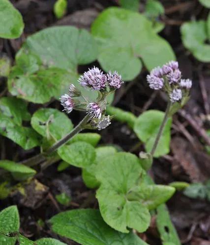 Petasites Pyrenaicus