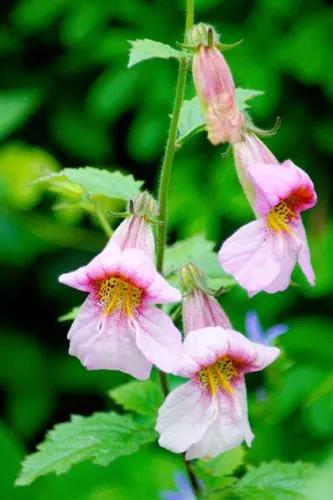 Chinese Foxglove