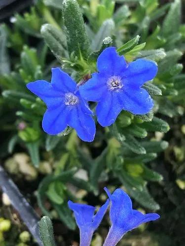 Lithodora Hispidula