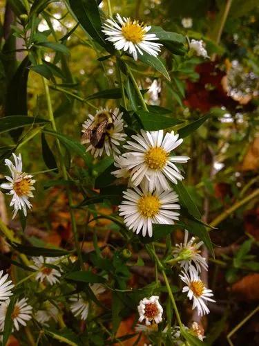 Lance-leaved Aster