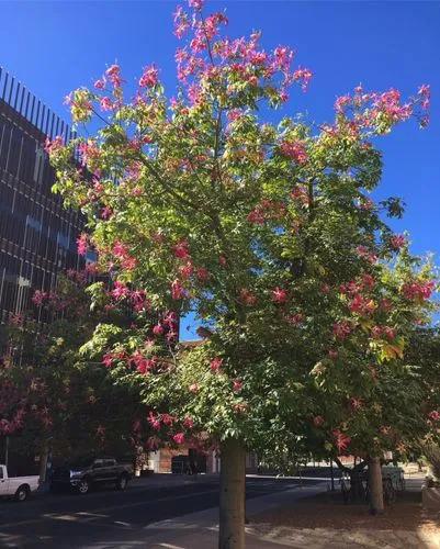 Silk Floss Tree