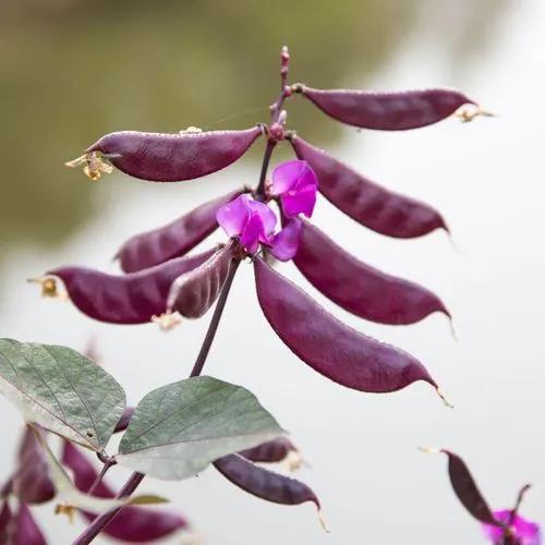 Purple Hyacinth Bean