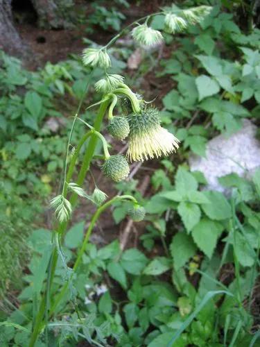 Cirsium Erisithales