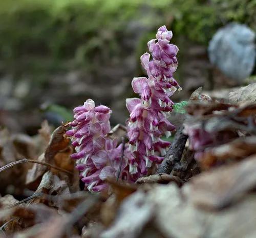 Lathraea Squamaria