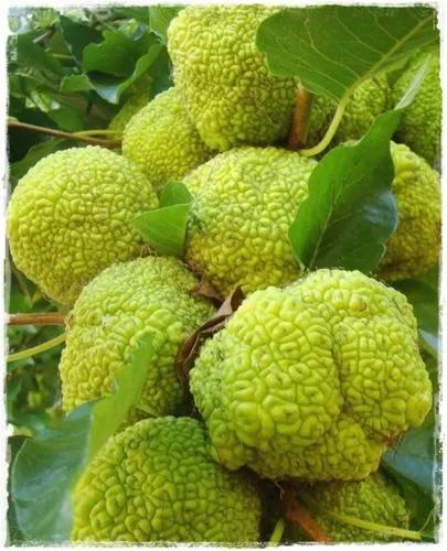 Osage Orange