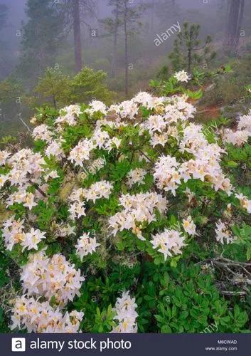 Western Azalea