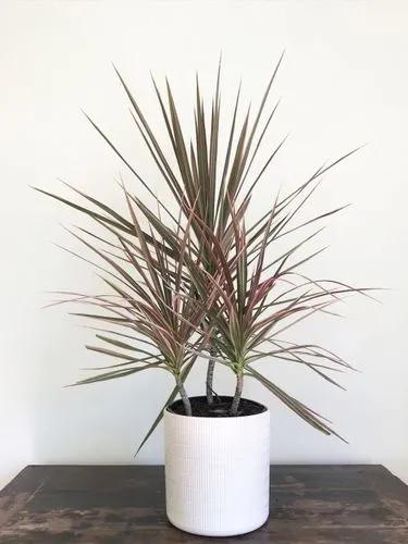 Dracea Tricolor