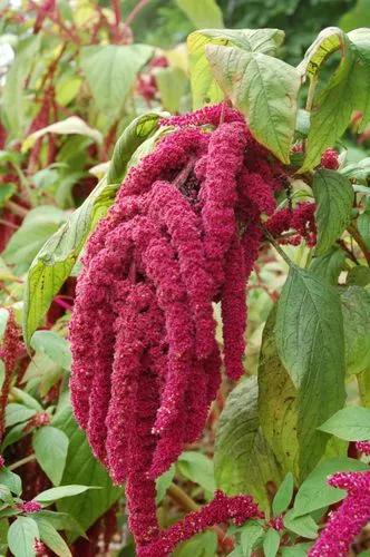 Love-lies-bleeding