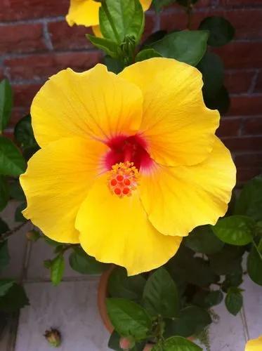 Yellow Hibiscus