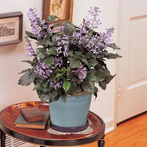 Plectranthus Hybrid