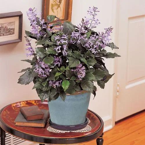 Plectranthus Hybrid