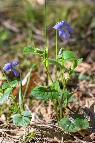 Wood Violet, Dog-Violet