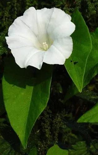 Appalachia False Bindweed