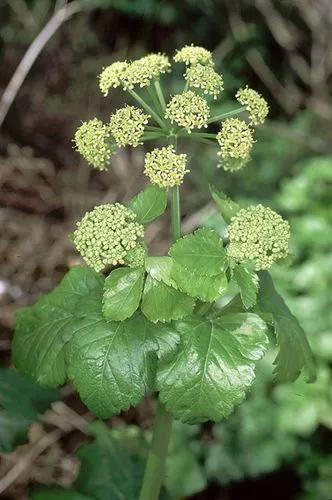 Alexanders