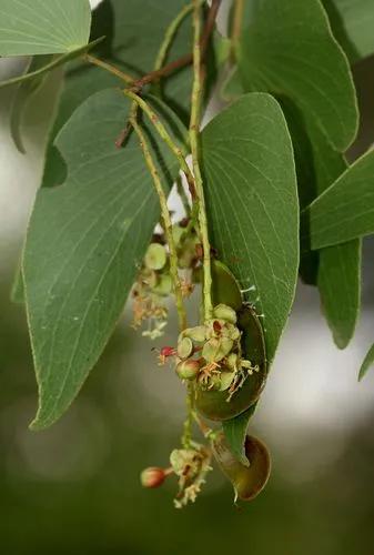 Mopane Tree