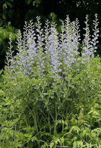 Blue False Indigo