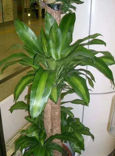 Dracaena Fragrans Lindenii