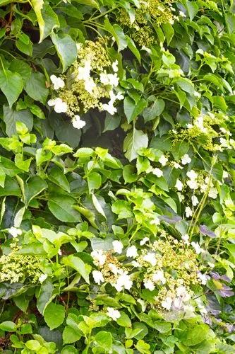 Climbing-hydrangea