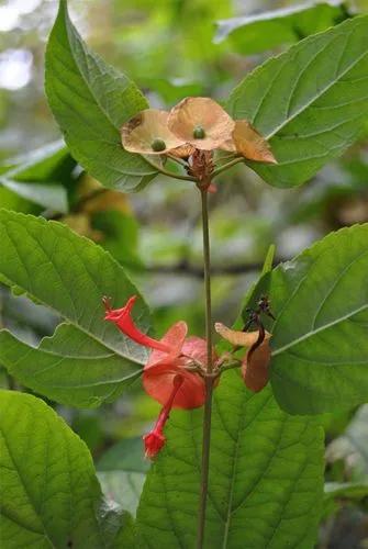 Holmskioldia Sanguinea