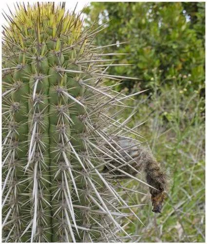 Trichocereus Litoralis