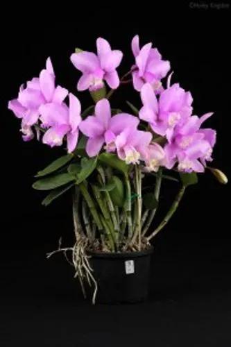 Cattleya Loddigesii