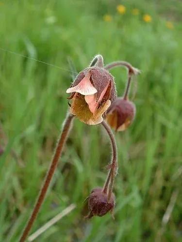 Water avens