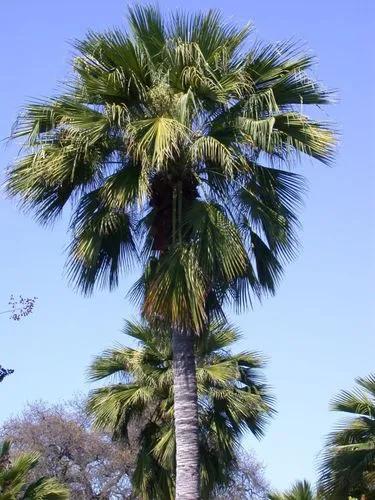 Guadalupe Palm