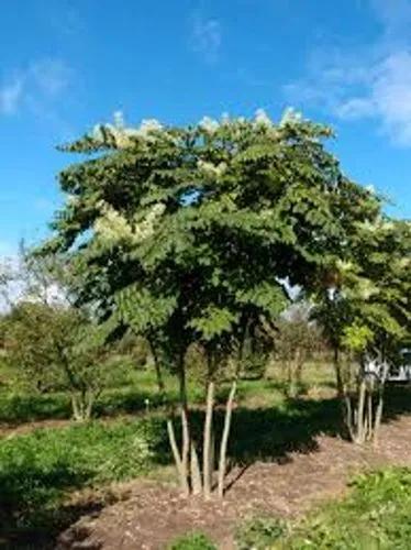Aralia High