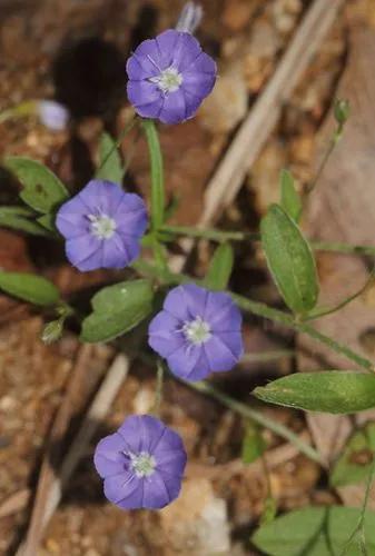 Dwarf-morning-glory