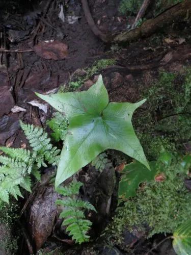 Asplenium Hemionitis