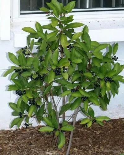 Ardisia Humulis